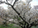 陽明文庫と京都の桜