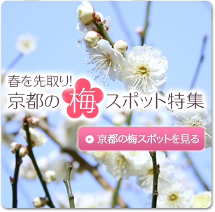 春を先取り！京都の梅スポット特集　京都の梅スポットを見る