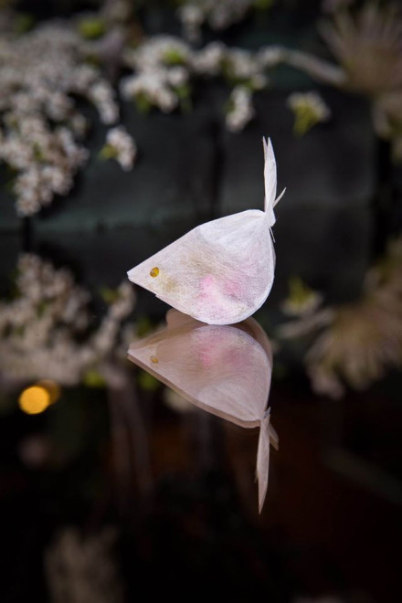 Charm Villa Product Launch Events 金魚ティーバッグ発表会 京都で遊ぼうart 京都地域の美術館 展覧会 アート系情報ポータルサイト