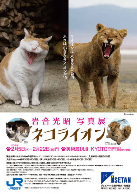 岩合光昭写真展「ネコライオン」 | 京都で遊ぼうART ～京都地域の