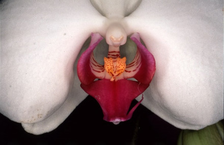 荒木経惟 花人生展 | 京都で遊ぼうART ～京都地域の美術館、展覧会