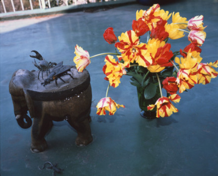 これが現代アートだ。 荒木経惟 荒木経惟 花人生展 | 京都で遊ぼうART ～京都地域の美術館、展覧会