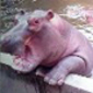 HIPPO