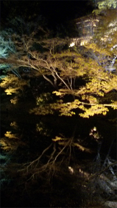 sakura2011-7.jpg