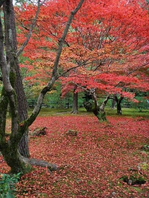 yutan201209-9.jpg