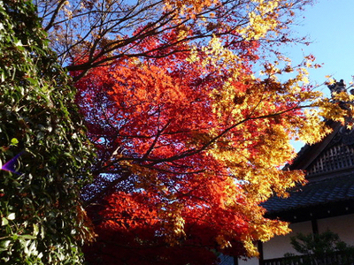 nijiiro201212-3.jpg