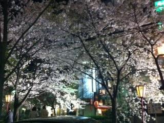 sakura2011-1.jpg