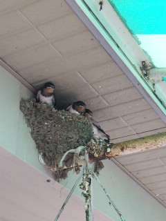 akasaka201108-31.jpg