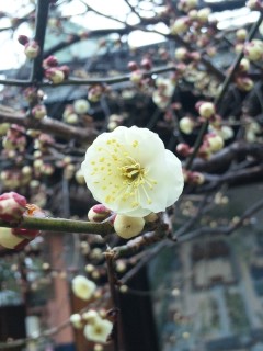 akasaka2012-2-37.jpg