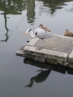 akasaka201201-19.jpg