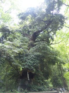 akasaka201205-50.jpg