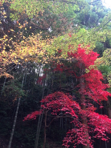 akasaka201512-2.jpg
