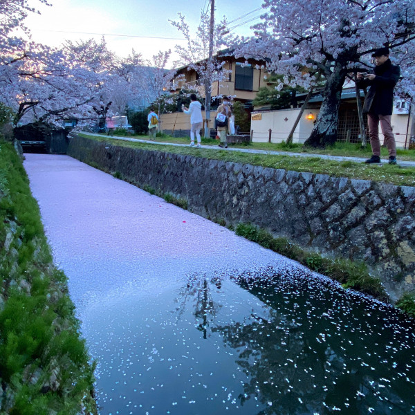 関雪桜 花筏2021.JPG