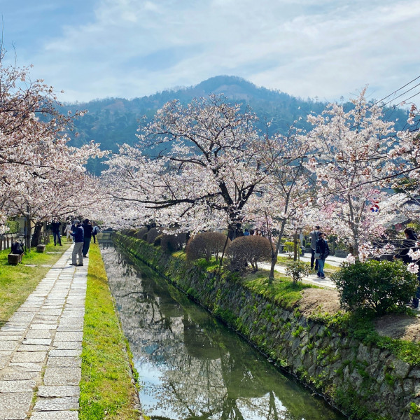 関雪桜 大文字.JPG